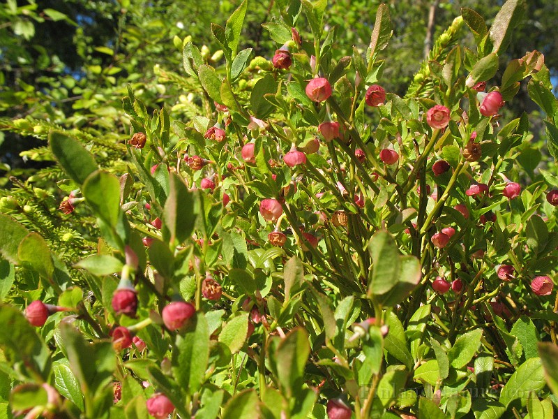 Vaccinum_myrtillus1.jpg