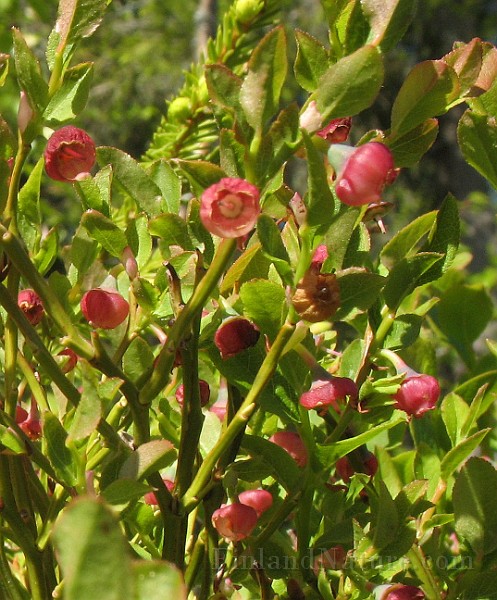 Vaccinum_myrtillus2.jpg