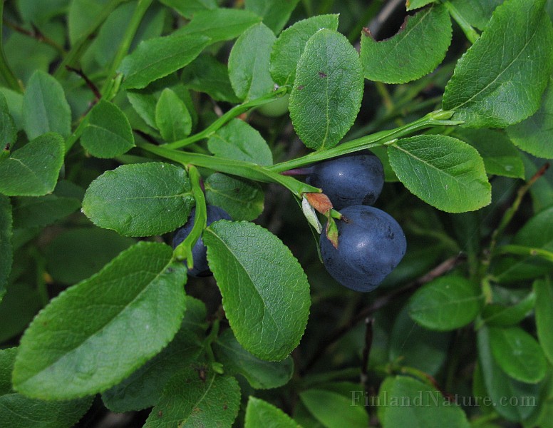 Vaccinum_myrtillus3_IMG7901.jpg