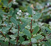 IMG_7146s