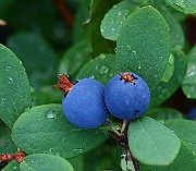 IMG_7147s