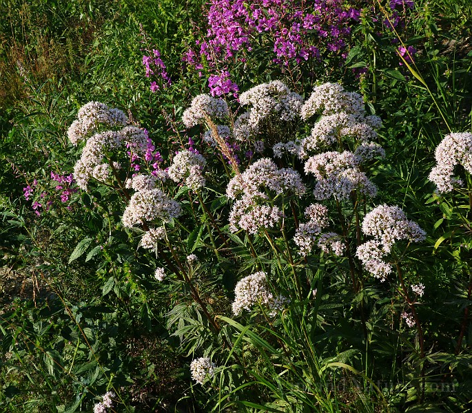 IMG_5865.JPG