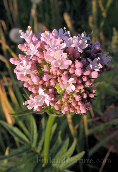 Valeriana_sambucifolia3.jpg