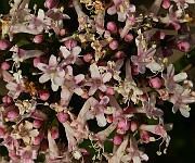 IMG_5870