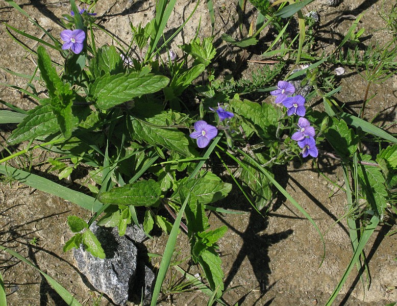 IMG_6206.jpg
