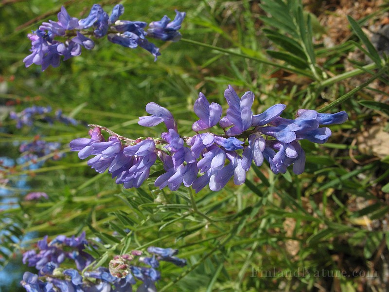 Vicia_cracca10.jpg