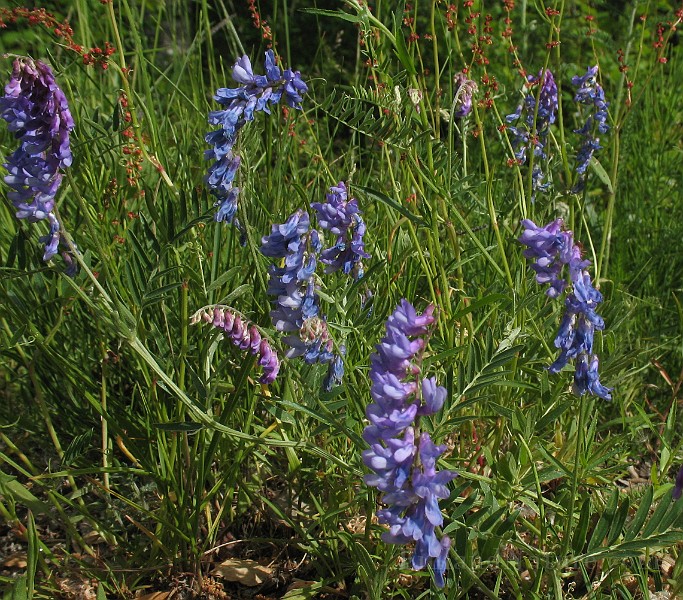 Vicia_cracca9.jpg