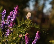 IMG_0257
