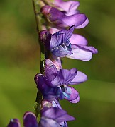 IMG_0266