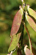 IMG_0267