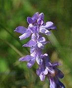 IMG_4461