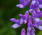 IMG_5779