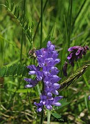 IMG_6237