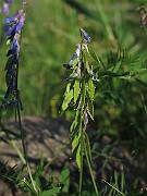 IMG_7485