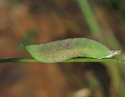 IMG_7486