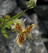 IMG_4815