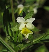 IMG_9868