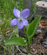 Viola_mirabilis1