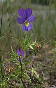 IMG_7381