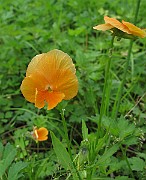 IMG_8106