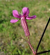 IMG_4267