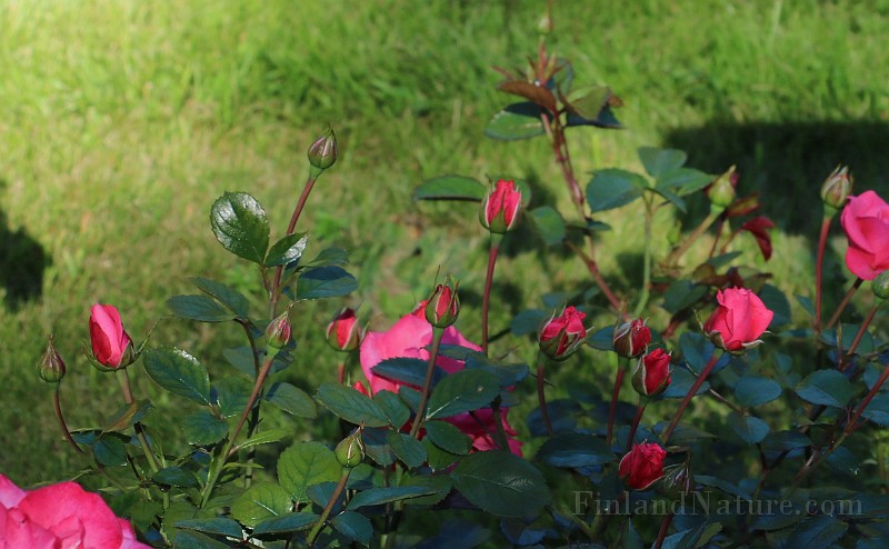 Rosa Bella-rosa (5777).JPG