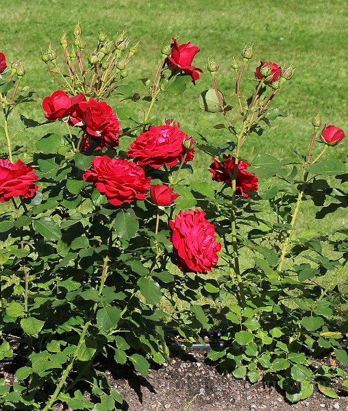 Rosa Kronborg(5778a).JPG