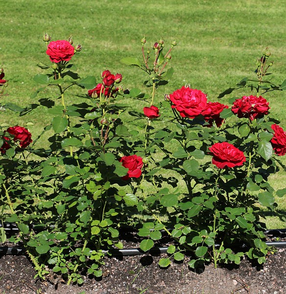 Rosa Kronborg(5778b).JPG