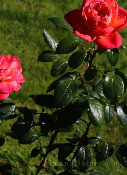 Rosa Queen of Hearts(5776).JPG
