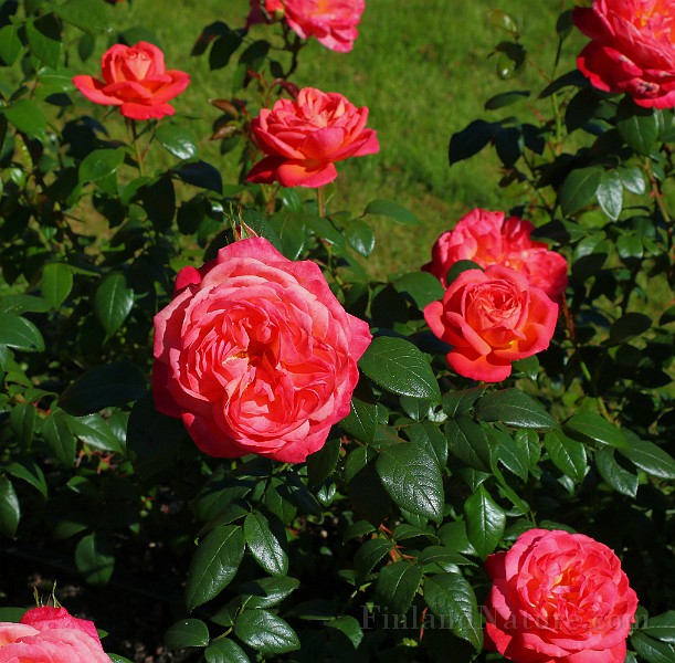 Rosa Queen of hearts(5775).JPG