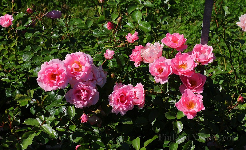 Rosa Sommerwind(5780).JPG