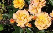 Rosa Gold Marie(5740)