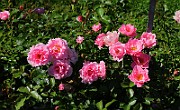 Rosa Sommerwind(5780)