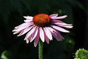 Echinacea_purpurea