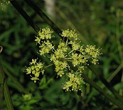 Heracleum sphondylium subsp. sibiricum