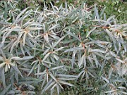 Hippophae rhamnoides