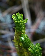 Huperezia selago subsp. artica