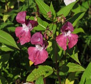 Impatiens glandulifera