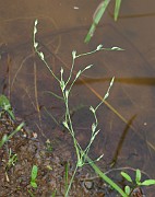 Juncus bufonius