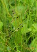 Juncus gerardii