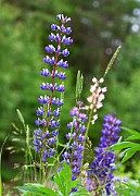Lupinus polyphyllus