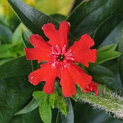 Lychnis chalcedonica