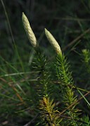 Lycopodium annotinum