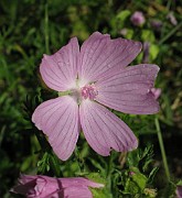 Malva moschata