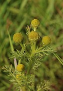 Matricaria matricarioides