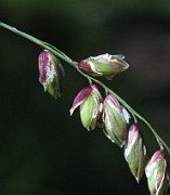 Melica nutans
