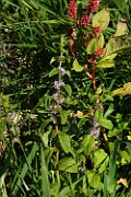 Mentha arvensis