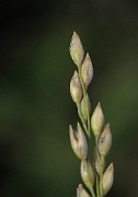 Milium effusum