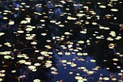 Nymphaea candida
