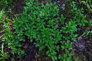 Orthilia secunda